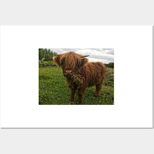 Scottish Highland Cattle Calf 2051 Posters and Art